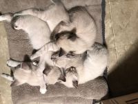 Siamese Cats for sale in Elmwood Park, Columbia, SC 29201, USA. price: $250