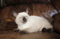 Siamese Cats for sale in Barnett, MO 65011, USA. price: $700