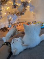 Siamese Cats for sale in New York, NY, USA. price: $925