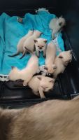 Siamese Cats for sale in Sarasota, Florida. price: $750