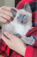 Siamese Cats for sale in Amsterdam, New York. price: $2,250