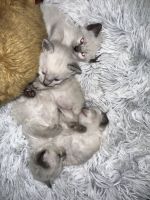 Siamese Cats for sale in Kearny, NJ 07032, USA. price: $375