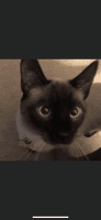 Siamese Cats for sale in Salem, OR, USA. price: NA