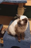 Siamese Cats for sale in Topeka, Kansas. price: $200