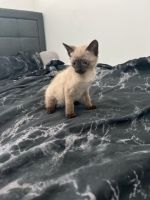 Siamese Cats for sale in Norfolk, VA, USA. price: $1,500