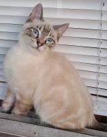Siamese Cats for sale in Corpus Christi, Texas. price: $7,500