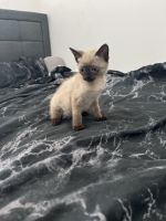 Siamese Cats for sale in Atlanta, Georgia. price: $1,500
