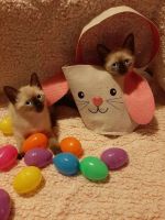 Siamese Cats for sale in Fort Wayne, IN, USA. price: $500