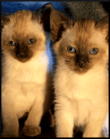 Siamese Cats for sale in East Longmeadow, Massachusetts. price: NA