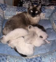 Siamese Cats for sale in Ann Arbor, Michigan. price: $2,500