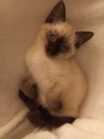 Siamese Cats for sale in Wheeling, West Virginia. price: $800