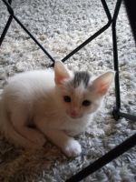 Siamese/Tabby Cats for sale in Soquel, CA, USA. price: NA
