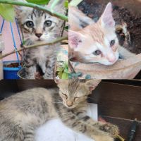 Siamese/Tabby Cats for sale in JDS Office Rd, Jakkarayana Kere, Sevashrama, Bengaluru, Karnataka 560020, India. price: 1500 INR