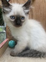 Siamese/Tabby Cats for sale in Winchester, OH 45697, USA. price: NA