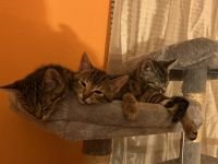 Siamese/Tabby Cats for sale in 1804 E 108th St, Los Angeles, CA 90059, USA. price: NA