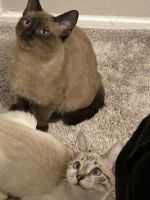 Siamese/Tabby Cats for sale in Bedford, TX, USA. price: NA
