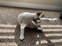 Siamese/Tabby Cats for sale in Houston, TX, USA. price: NA