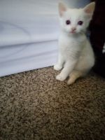 Siamese/Tabby Cats for sale in Houston, TX 77040, USA. price: NA
