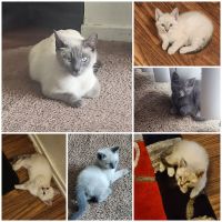 Siamese/Tabby Cats for sale in Fresno, CA, USA. price: NA