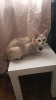 Siamese/Tabby Cats for sale in Glendale, CA, USA. price: NA