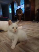 Siamese/Tabby Cats for sale in Poplarville, MS 39470, USA. price: $400