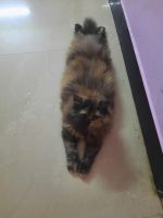 Siberian Cats for sale in Erode, Tamil Nadu. price: 15000 INR