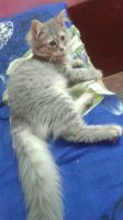 Siberian Cats for sale in Bengaluru, Karnataka, India. price: 7500 INR