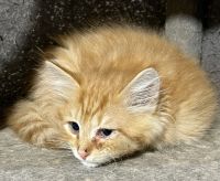 Siberian Cats for sale in White Plains, NY, USA. price: NA