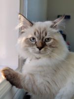 Siberian Cats for sale in Fremont, CA 94539, USA. price: NA