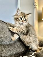 Siberian Cats for sale in Denver, CO 80022, USA. price: $1,300