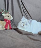 Siberian Cats for sale in Houston, Texas. price: $2,450