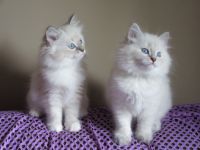 Siberian Cats Photos