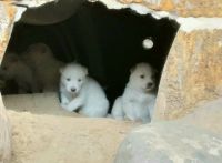 Siberian Husky Puppies for sale in St Paul, MN, USA. price: NA