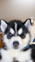 Siberian Husky Puppies for sale in Wake Forest, NC 27587, USA. price: NA