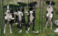 Siberian Husky Puppies for sale in Perry, FL, USA. price: NA