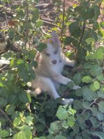 Siberian Husky Puppies for sale in Lafayette, LA, USA. price: NA