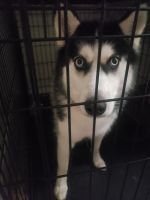 Siberian Husky Puppies for sale in Chula Vista, CA 91913, USA. price: NA