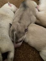 Siberian Husky Puppies for sale in El Mirage, CA 92301, USA. price: NA