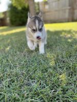 Siberian Husky Puppies for sale in Fayetteville, NC 28314, USA. price: NA