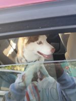 Siberian Husky Puppies for sale in Portland, OR, USA. price: NA
