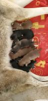 Siberian Husky Puppies for sale in Lebanon, MO 65536, USA. price: NA