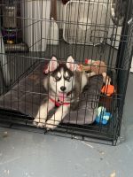 Siberian Husky Puppies for sale in Belleville, IL, USA. price: NA