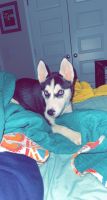 Siberian Husky Puppies for sale in 667 Gyaws Ave, Gulf Shores, AL 36542, USA. price: NA