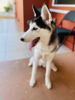 Siberian Husky Puppies for sale in Frederick, MD 21702, USA. price: NA
