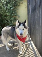 Siberian Husky Puppies for sale in San Fernando Valley, CA, USA. price: NA