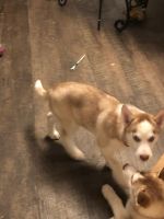 Siberian Husky Puppies for sale in Belmont, Plainfield Charter Township, MI 49306, USA. price: NA