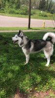 Siberian Husky Puppies for sale in Barberton, OH 44203, USA. price: NA
