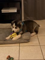 Siberian Husky Puppies for sale in Columbus, OH, USA. price: NA