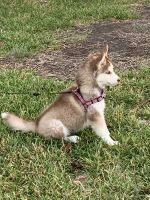 Siberian Husky Puppies for sale in Frisco, TX, USA. price: NA