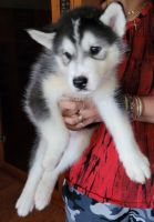 Siberian Husky Puppies for sale in Mt Vernon, WA, USA. price: NA